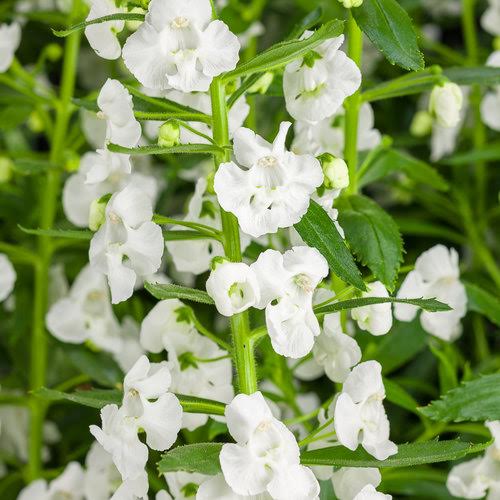 Annual vs. Perennial Flowers: What’s the Difference?