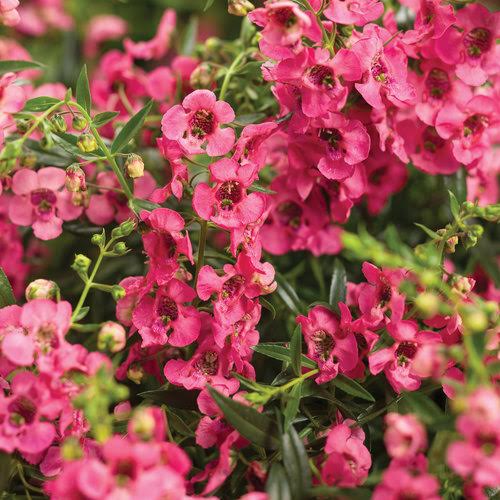 How to Grow Flower Seeds Successfully: A Beginner’s Guide