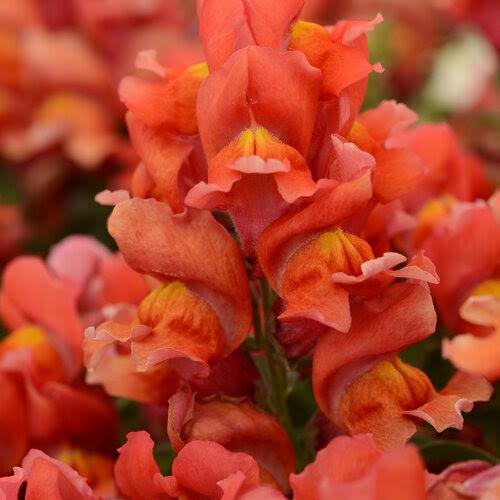 The 10 Best Flower Seeds to Start in Summer