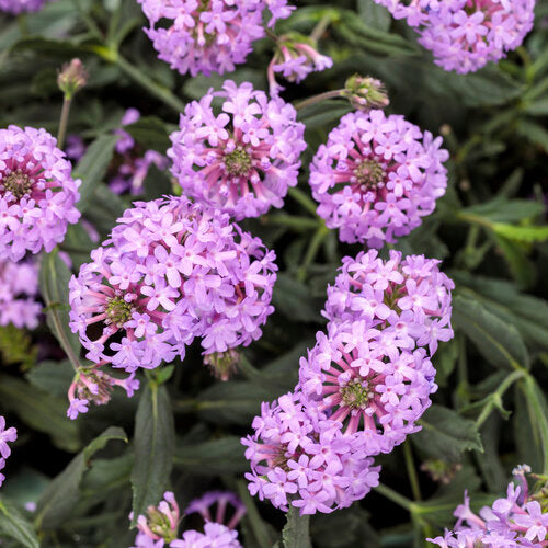 Seed Starting Indoors: The Secret to Early Blooms