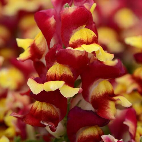200 Red Yellow Snapdragon Seeds Flower Perennial Flowers Seed US SELLER 1439