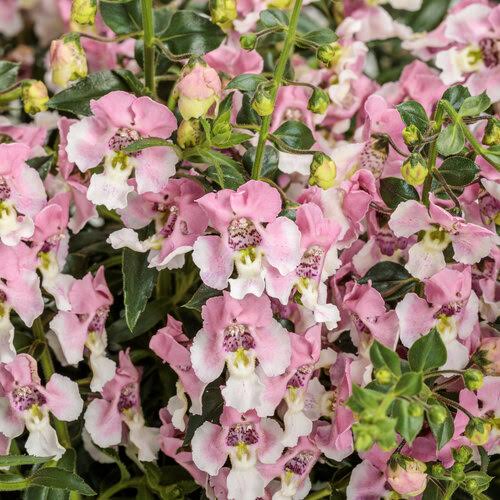 200 Pink White Snapdragon Seeds Flower Perennial Flowers Seed US SELLER 998