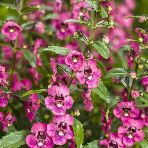 200 Magenta Snapdragon Seeds Flower Perennial Flowers Seed US SELLER 1254