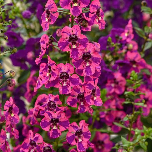 200 Pink Purple Snapdragon Seeds Flower Perennial Flowers Seed US SELLER 1414