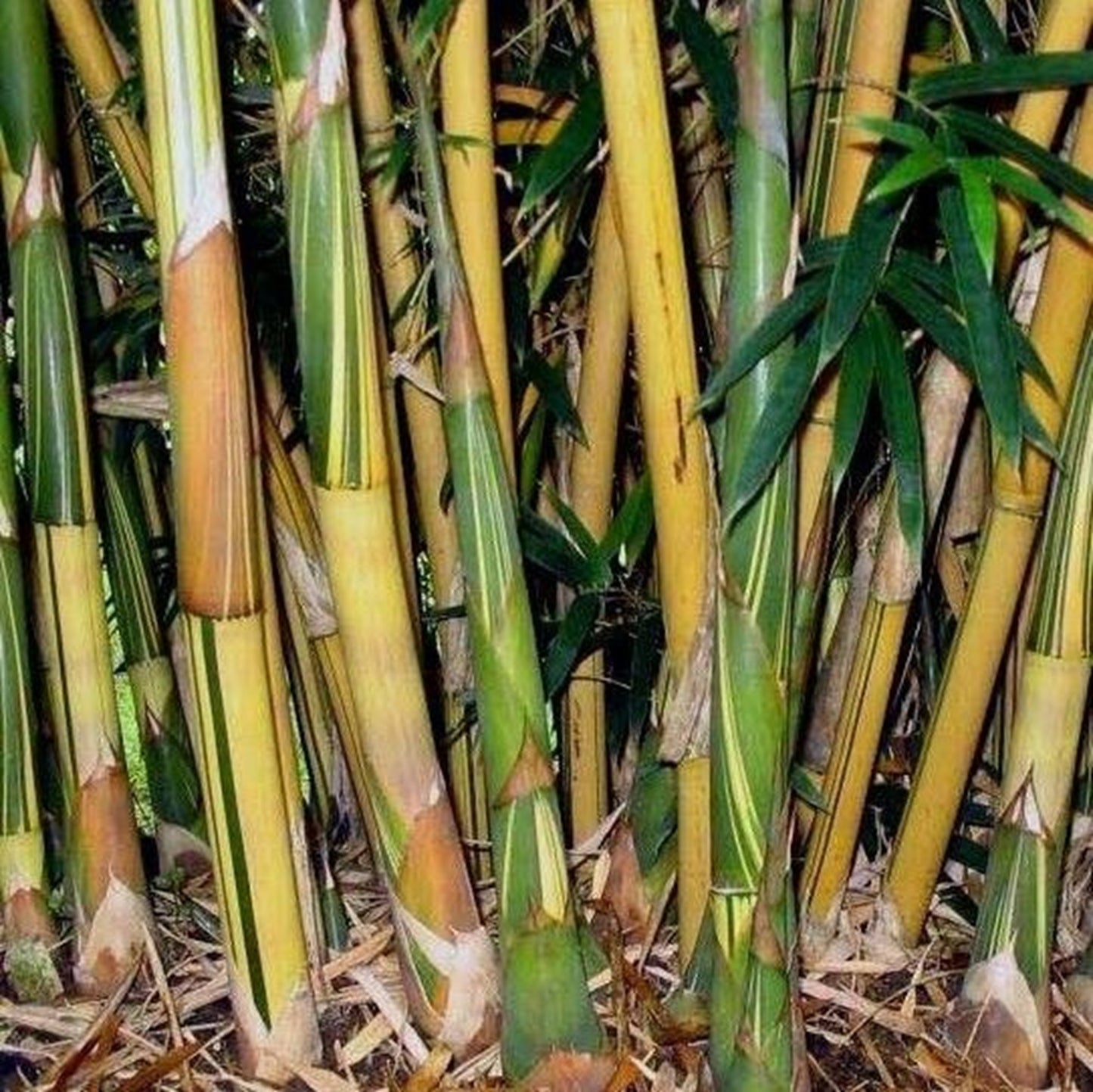 Green River 50 Golden Hedge Bamboo Seeds - Tall Bamboo Plant Seeds for Privacy Screens & Garden Landscaping – Premium Bamboo Seeds for Planting Outdoors or in Pots – Non-Invasive Fast-Growing Lawn Plants – Seeds for Gardening & More
