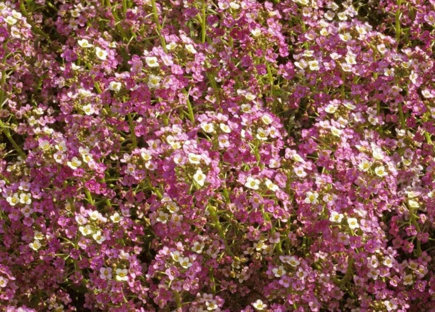 Green River Seeds 25 Sweet Alyssum Sweet Seeds - Tiny Colorful Flowers for Spring and Fall Gardening, Ideal for Hanging Baskets and Pathways