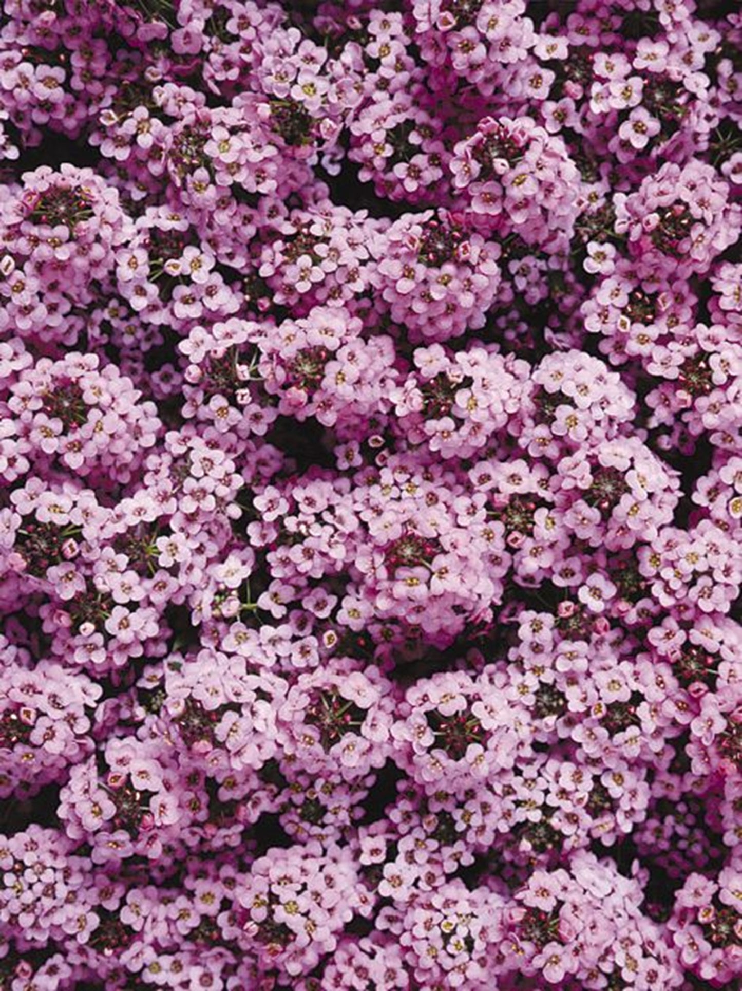 Green River Seeds 25 Sweet Alyssum Orchid Seeds - Tiny Colorful Flowers for Spring and Fall Gardening, Ideal for Hanging Baskets and Pathways
