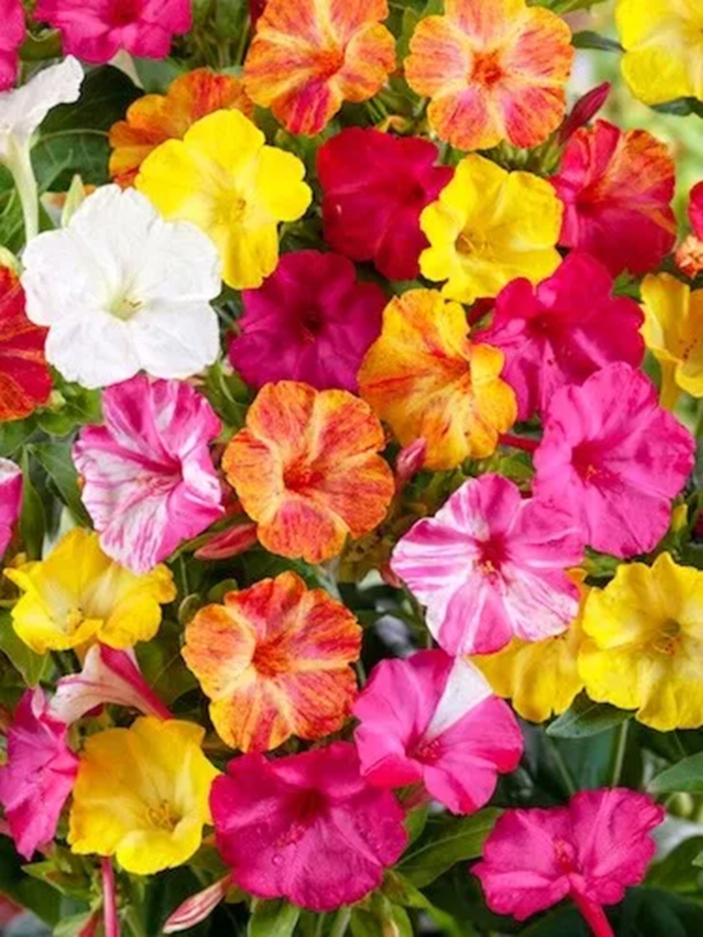 Green River Seeds 25 Mixed Four O'clock Flowers Seeds - Perennial Flower Seed Pack, Fragrant Night Blooming for Pollinator Gardens, Easy to Grow, Heirloom Seeds for Outdoor Planting, Cottage Garden Blend