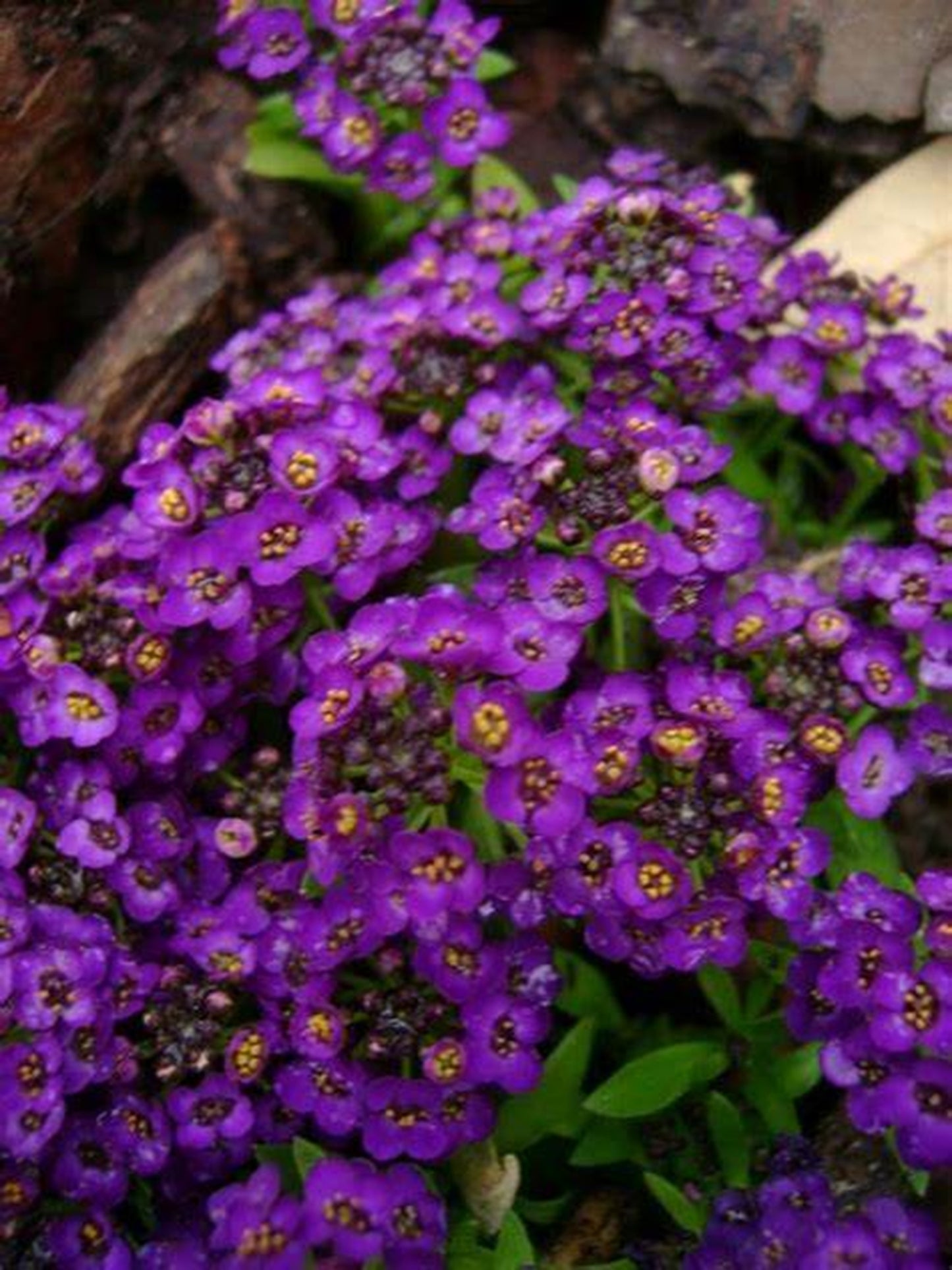 Green River Seeds 25 Sweet Alyssum Deep Purple Seeds - Tiny Colorful Flowers for Spring and Fall Gardening, Ideal for Hanging Baskets and Pathways