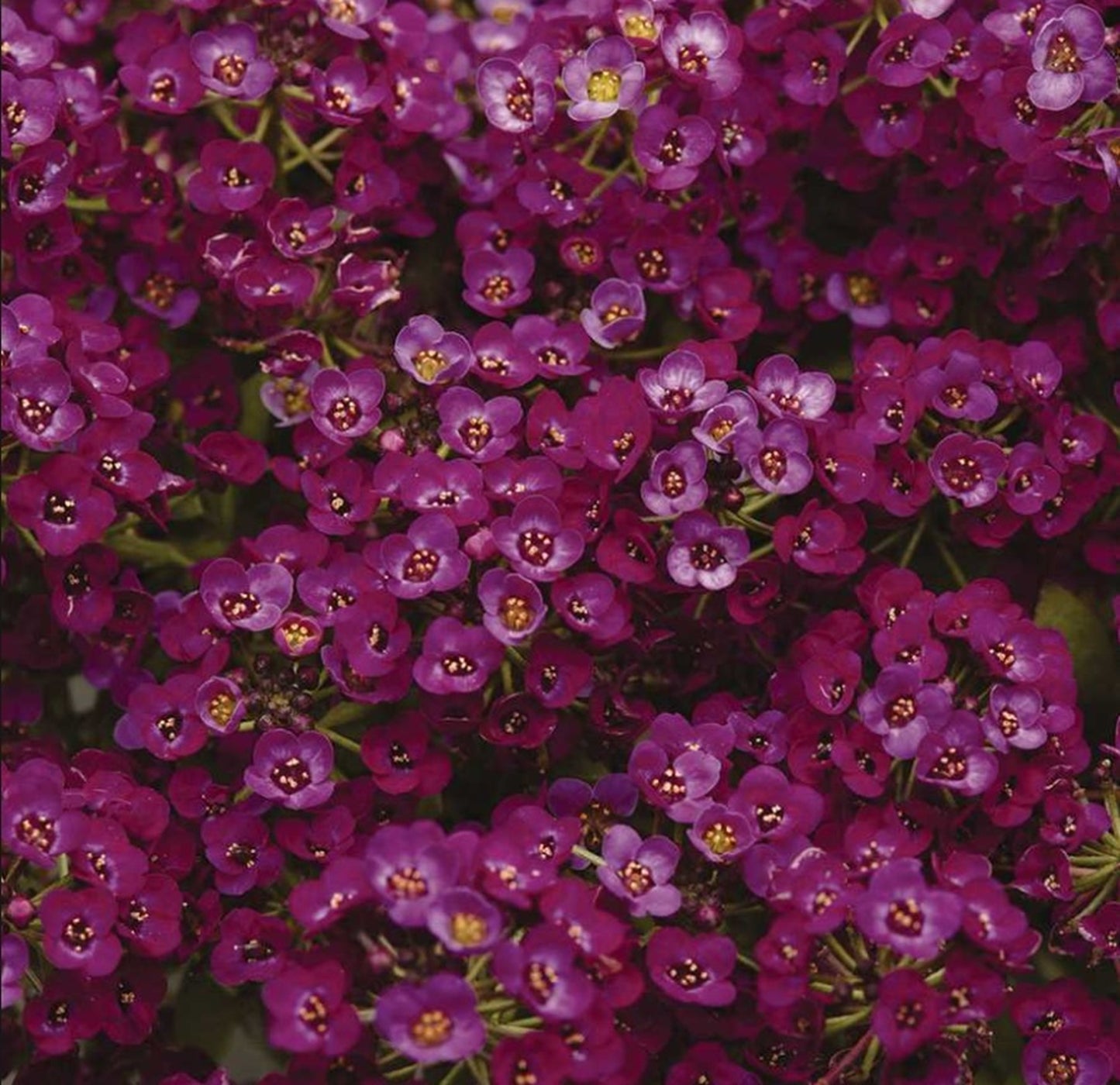 Green River Seeds 25 Sweet Alyssum Mulberry Seeds - Tiny Colorful Flowers for Spring and Fall Gardening, Ideal for Hanging Baskets and Pathways