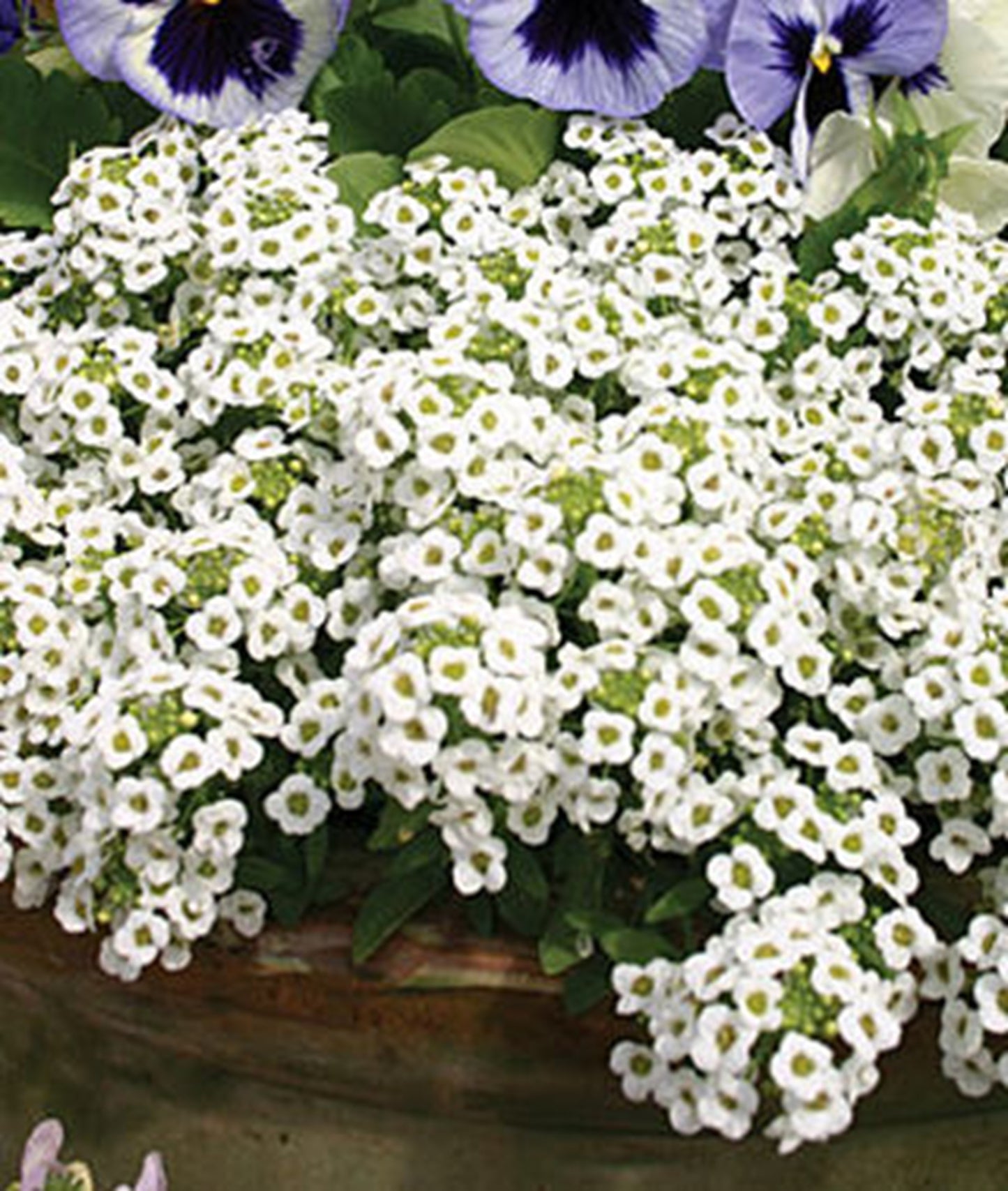 Green River Seeds 25 Sweet Alyssum Snow White Seeds - Tiny Colorful Flowers for Spring and Fall Gardening, Ideal for Hanging Baskets and Pathways