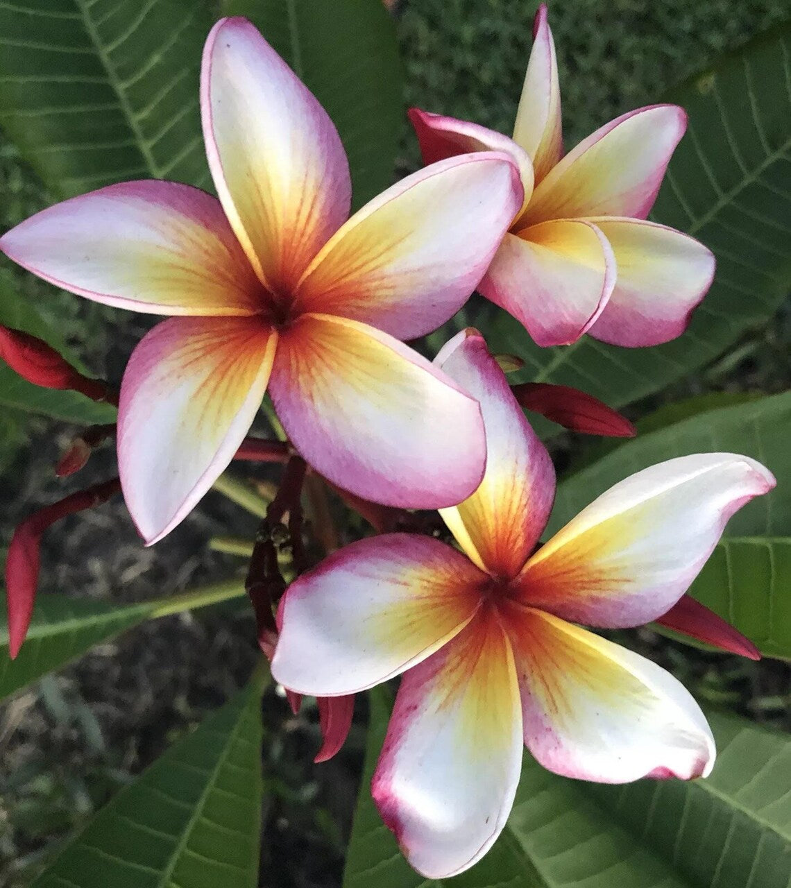 Green River 5 Pink Yellow White Plumeria Seeds - Flower Seed Pack, Premium Tropical Blooms, Fragrant Perennial Plants for Garden Charm, Ideal for Leis and Containers