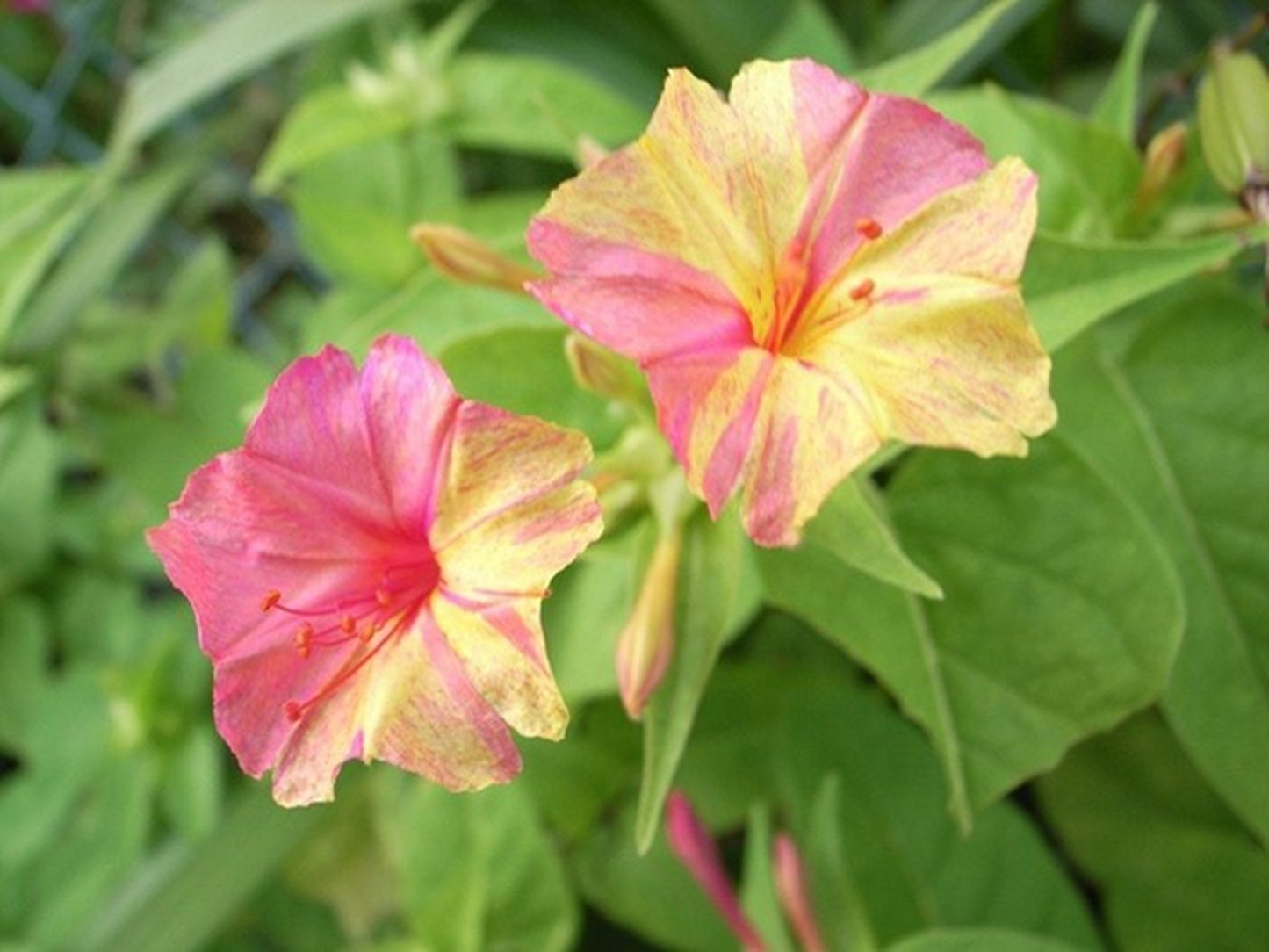 Green River Seeds 25 Lemonade Four O'clock Flowers Seeds - Perennial Flower Seed Pack, Fragrant Night Blooming for Pollinator Gardens, Easy to Grow, Heirloom Seeds for Outdoor Planting, Cottage Garden Blend