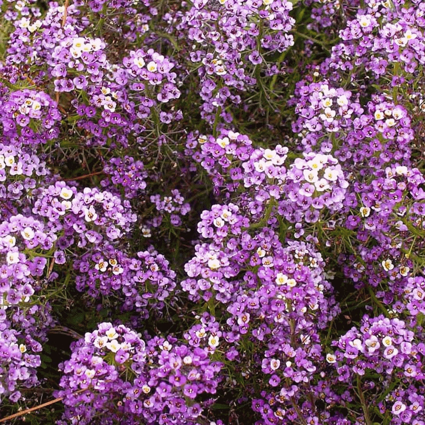 Green River Seeds 25 Sweet Alyssum Lilac Seeds - Tiny Colorful Flowers for Spring and Fall Gardening, Ideal for Hanging Baskets and Pathways