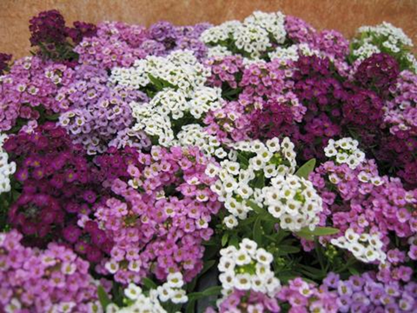 Green River Seeds 25 Sweet Alyssum Purple Mix Seeds - Tiny Colorful Flowers for Spring and Fall Gardening, Ideal for Hanging Baskets and Pathways