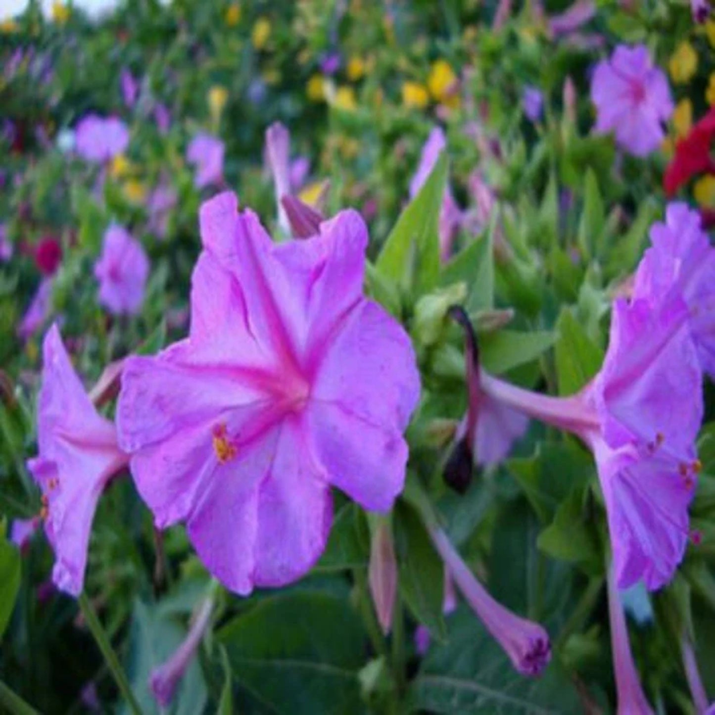 Green River Seeds 25 Purple Jasmine Four O'clock Flowers Seeds - Perennial Flower Seed Pack, Fragrant Night Blooming for Pollinator Gardens, Easy to Grow, Heirloom Seeds for Outdoor Planting, Cottage Garden Blend
