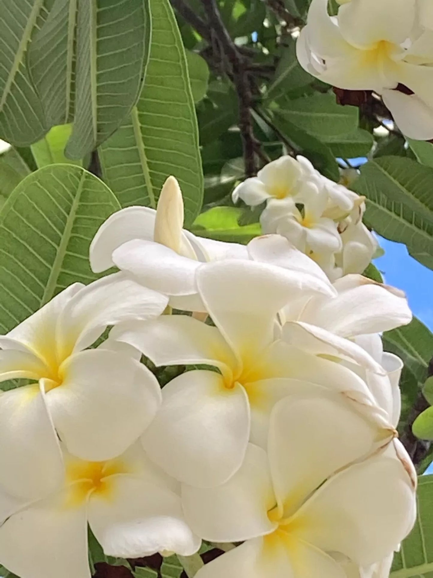 10 White Yellow Plumeria Seeds Plants Flower Flowers Perennial Seed Tree 106