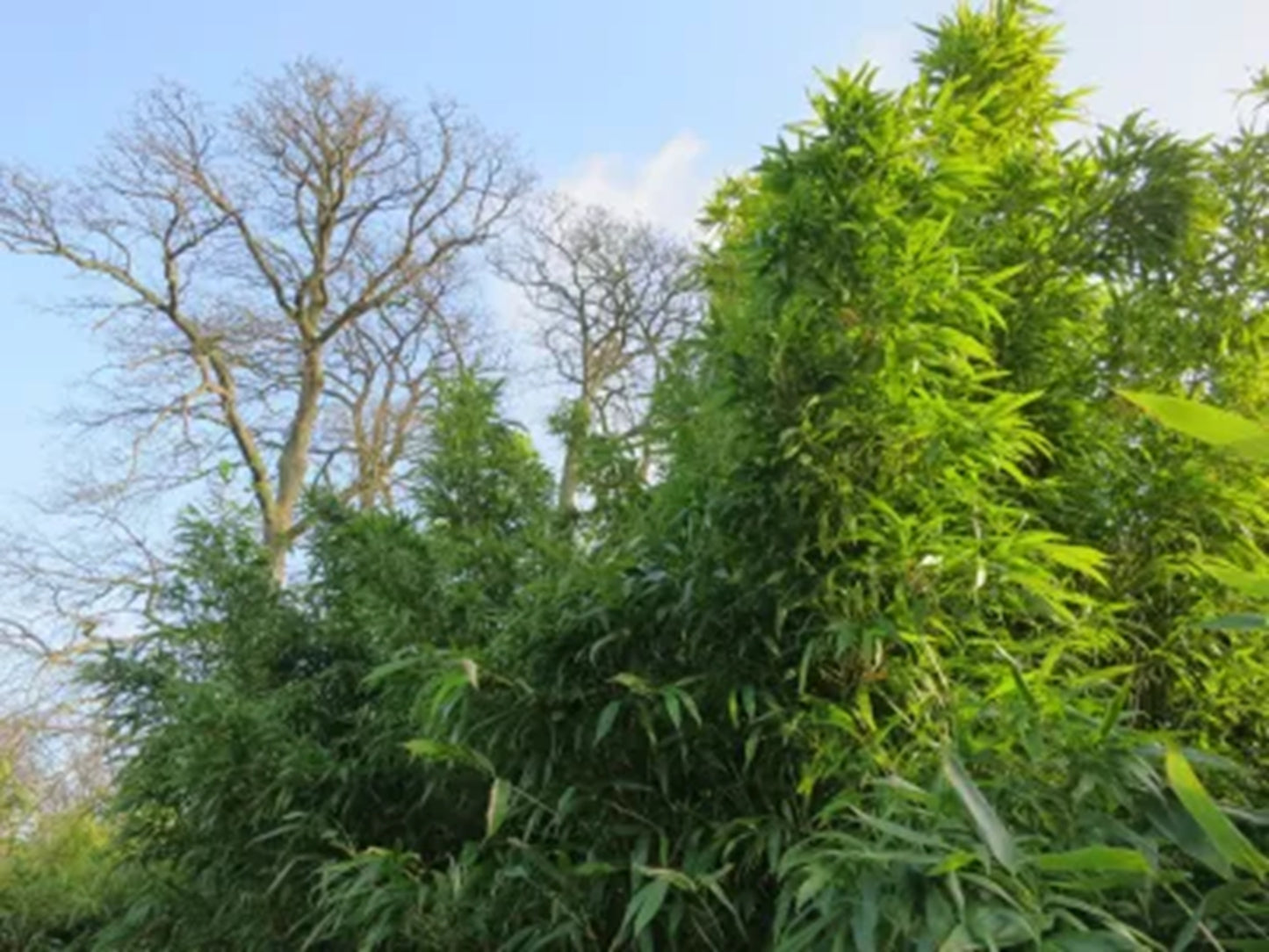 Green River 50 Viridis Bamboo Seeds - Tall Bamboo Plant Seeds for Privacy Screens & Garden Landscaping – Premium Bamboo Seeds for Planting Outdoors or in Pots – Non-Invasive Fast-Growing Lawn Plants – Seeds for Gardening & More