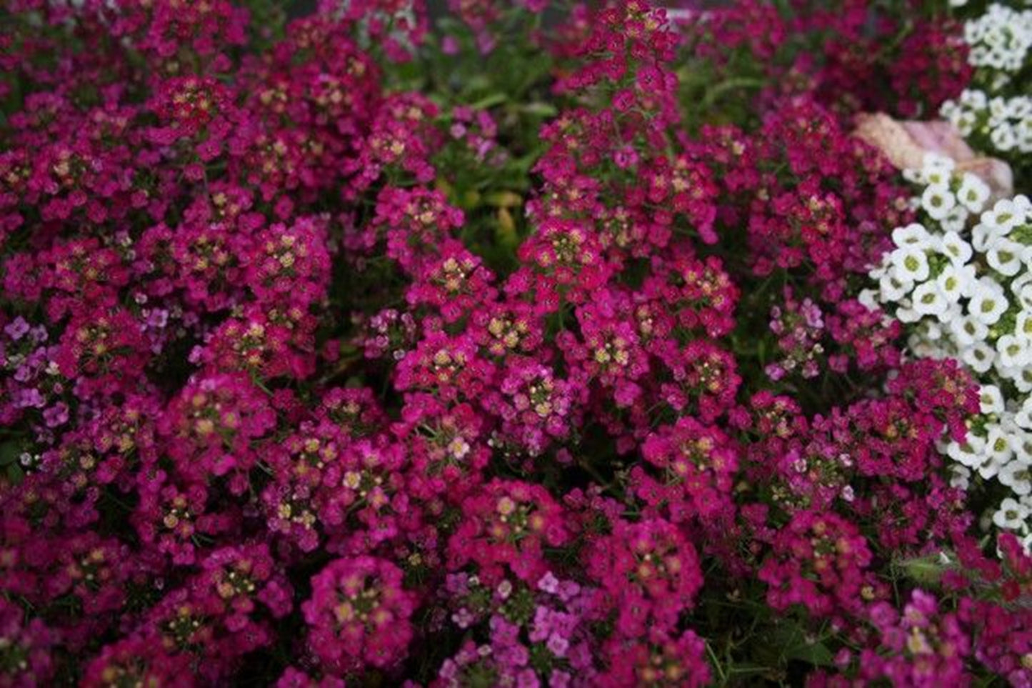 Green River Seeds 25 Sweet Alyssum Deep Wine Seeds - Tiny Colorful Flowers for Spring and Fall Gardening, Ideal for Hanging Baskets and Pathways