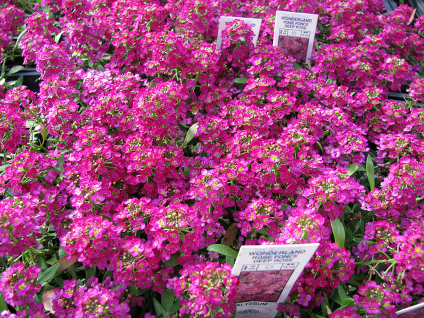 Green River Seeds 25 Sweet Alyssum Deep Rose Seeds - Tiny Colorful Flowers for Spring and Fall Gardening, Ideal for Hanging Baskets and Pathways