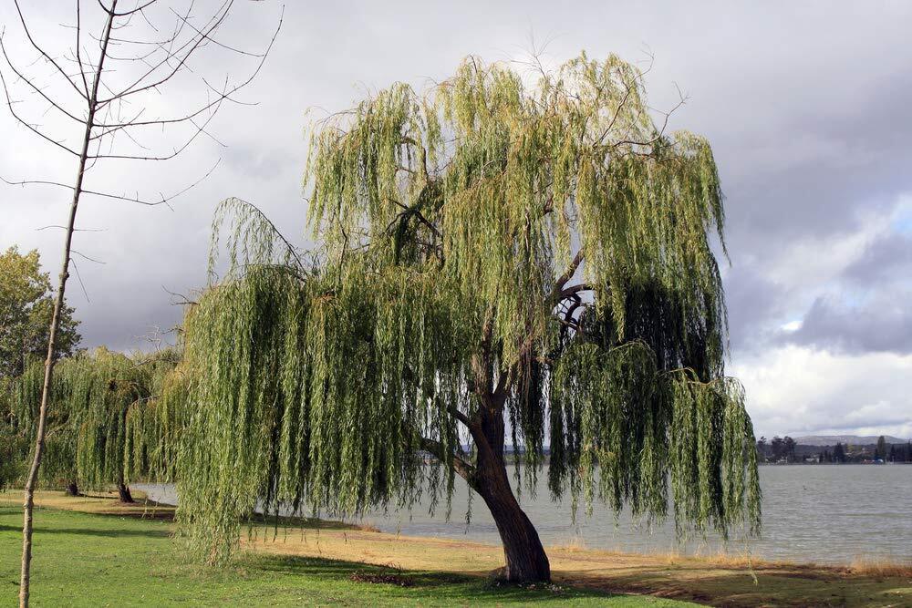 Green River 5 Gold Willow Seeds - Decor Decorative Tree Seeds for Landscapes & Water Features - USDA Zones 4-10 - Spring Planting - Full Sun - 35-50 ft Tall