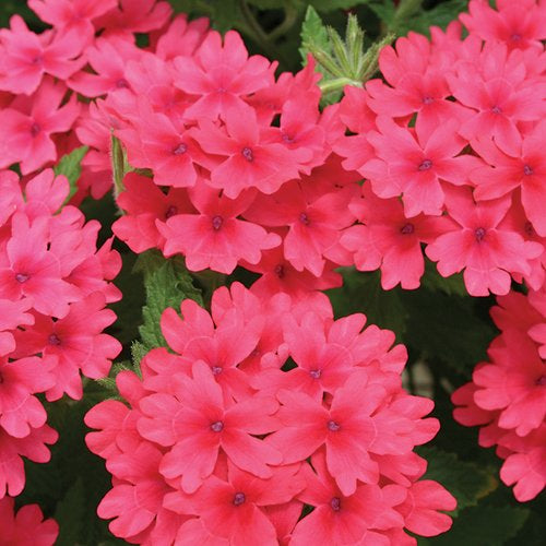 Green River 50 Coral Verbena Seeds- Perennial Flower Seeds for Pots and Gardens, Vibrant Blooms for Pollinator Gardens, Fast-Growing Plant Seeds for Summer Color