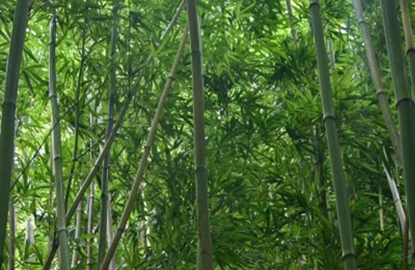 Green River 50 Stimulosa Bamboo Seeds - Tall Bamboo Plant Seeds for Privacy Screens & Garden Landscaping – Premium Bamboo Seeds for Planting Outdoors or in Pots – Non-Invasive Fast-Growing Lawn Plants – Seeds for Gardening & More