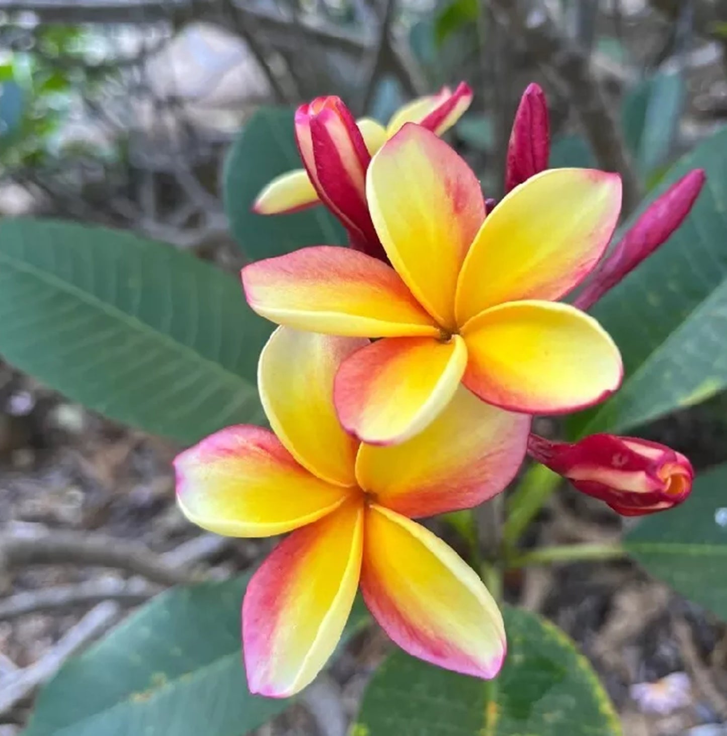 Green River 5 Light Pink Yellow Plumeria Seeds - Flower Seed Pack, Premium Tropical Blooms, Fragrant Perennial Plants for Garden Charm, Ideal for Leis and Containers