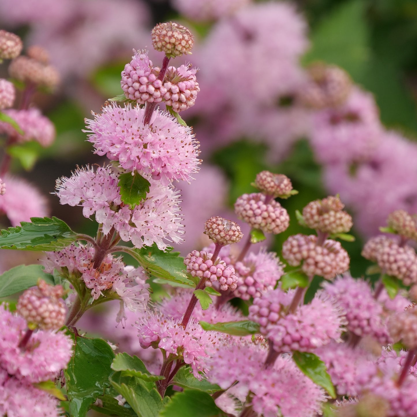 Green River 50 Baby Pink Verbena Seeds- Perennial Flower Seeds for Pots and Gardens, Vibrant Blooms for Pollinator Gardens, Fast-Growing Plant Seeds for Summer Color