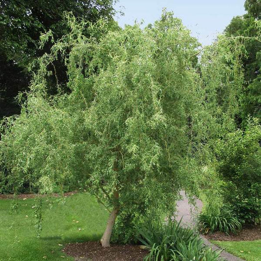 Green River 5 Corkscrew Willow Seeds - Decor Decorative Tree Seeds for Landscapes & Water Features - USDA Zones 4-10 - Spring Planting - Full Sun - 35-50 ft Tall