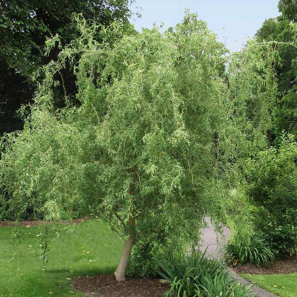 Green River 5 Corkscrew Willow Seeds - Decor Decorative Tree Seeds for Landscapes & Water Features - USDA Zones 4-10 - Spring Planting - Full Sun - 35-50 ft Tall