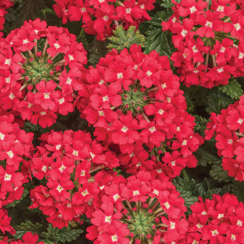 Green River 50 Scarlet Star Verbena Seeds- Perennial Flower Seeds for Pots and Gardens, Vibrant Blooms for Pollinator Gardens, Fast-Growing Plant Seeds for Summer Color