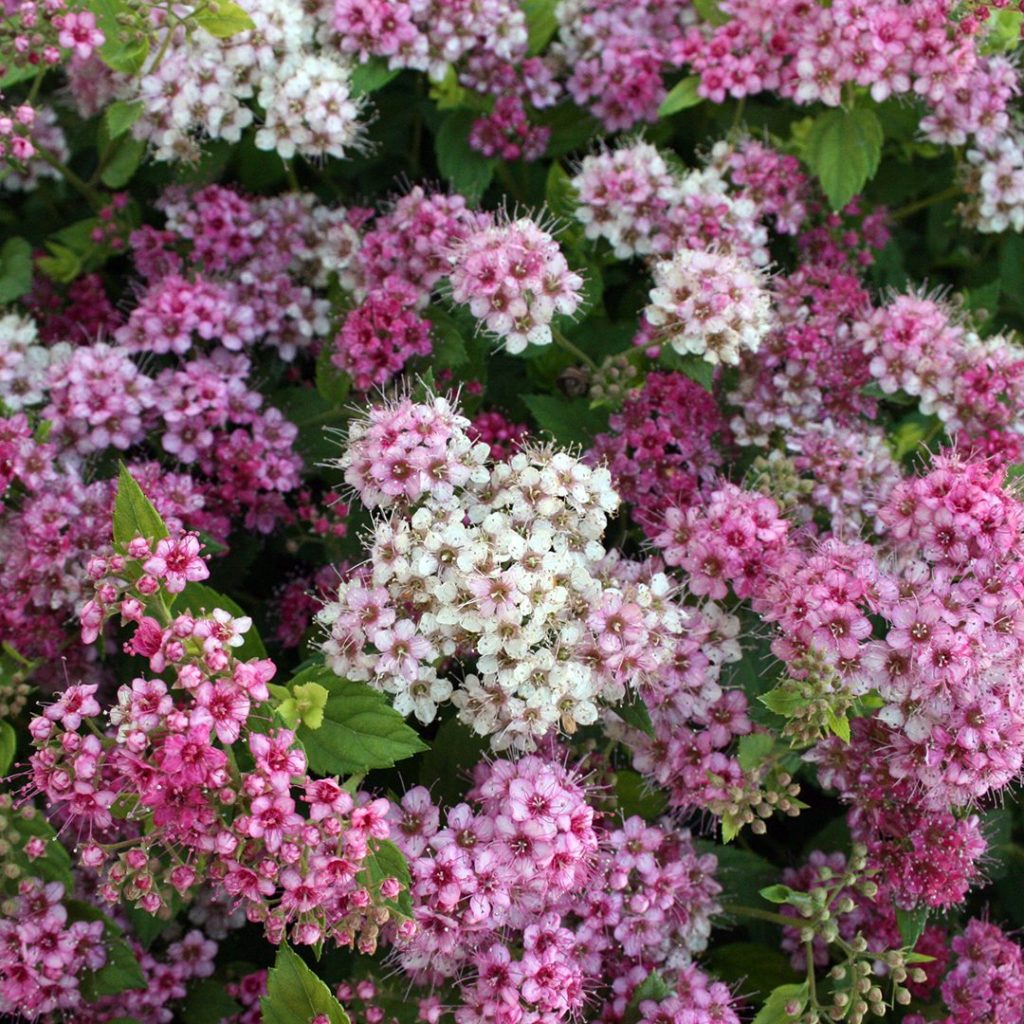 Green River 50 Mixed Violet Verbena Seeds- Perennial Flower Seeds for Pots and Gardens, Vibrant Blooms for Pollinator Gardens, Fast-Growing Plant Seeds for Summer Color