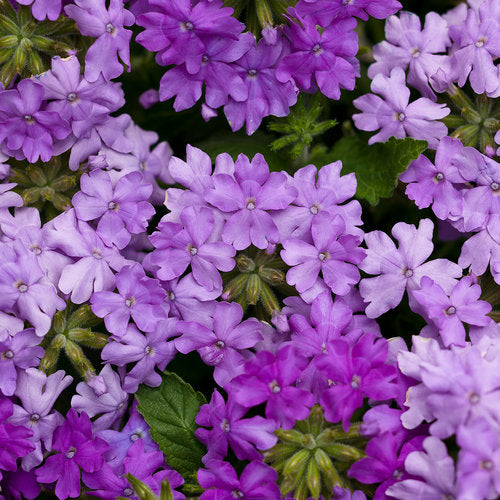 50 Lilac Verbena Seeds Flower Seed Spring Perennial Flowering Blooms USA 1285 (Copy)