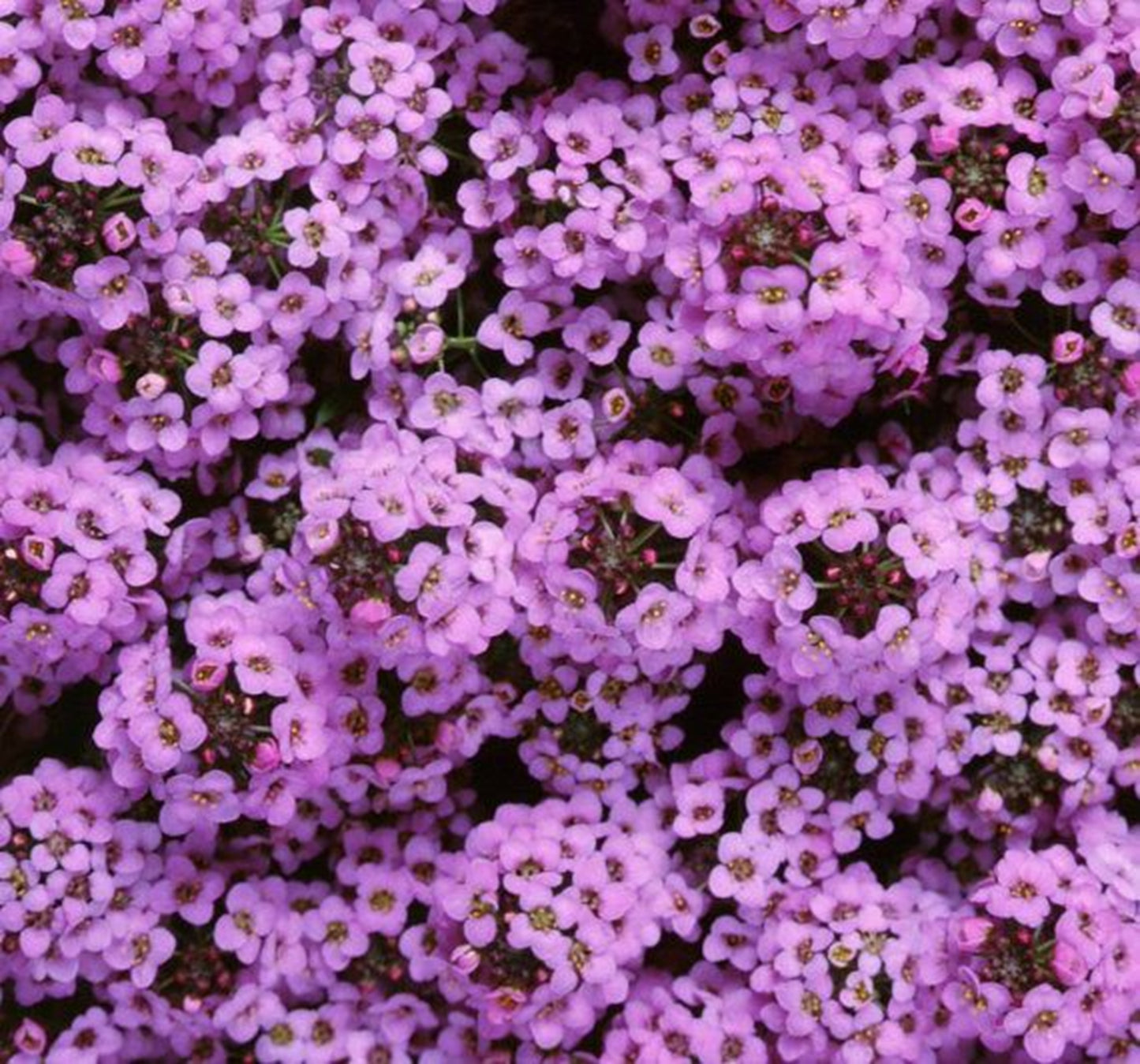 Green River Seeds 25 Sweet Alyssum Lilac Seeds - Tiny Colorful Flowers for Spring and Fall Gardening, Ideal for Hanging Baskets and Pathways