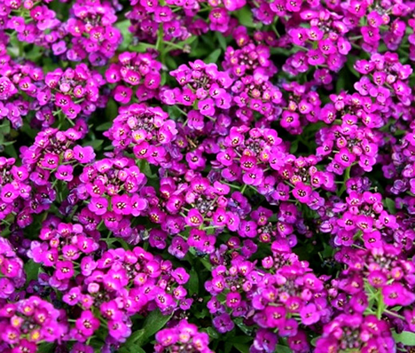 Green River Seeds 25 Sweet Alyssum Bright Purple Seeds - Tiny Colorful Flowers for Spring and Fall Gardening, Ideal for Hanging Baskets and Pathways