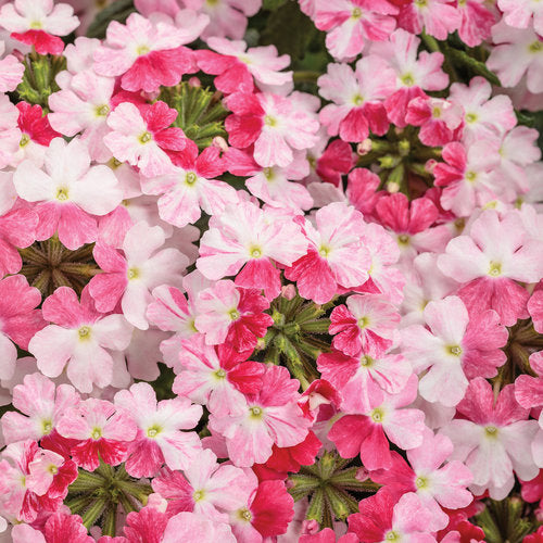 rose verbena seeds Green River 50 Sparkling Rose Verbena Seeds- Perennial Flower Seeds fo – Green River Seeds
