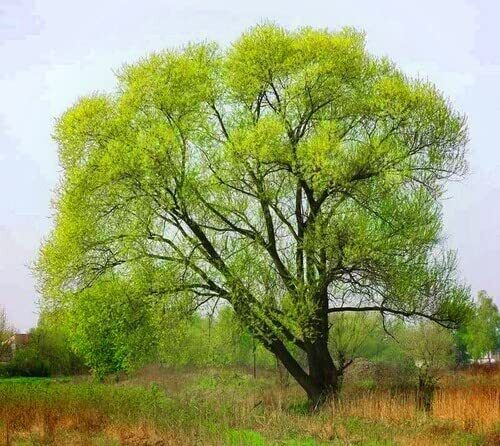 Green River 5 Black Willow Seeds - Decor Decorative Tree Seeds for Landscapes & Water Features - USDA Zones 4-10 - Spring Planting - Full Sun - 35-50 ft Tall