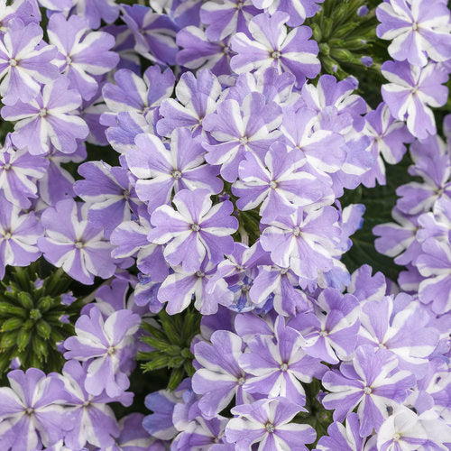 Green River 50 Violet White Verbena Seeds- Perennial Flower Seeds for Pots and Gardens, Vibrant Blooms for Pollinator Gardens, Fast-Growing Plant Seeds for Summer Color