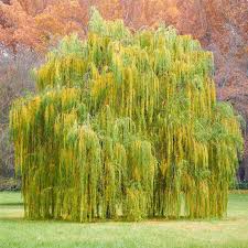 Green River 5 Babylonian Willow Seeds - Decor Decorative Tree Seeds for Landscapes & Water Features - USDA Zones 4-10 - Spring Planting - Full Sun - 35-50 ft Tall