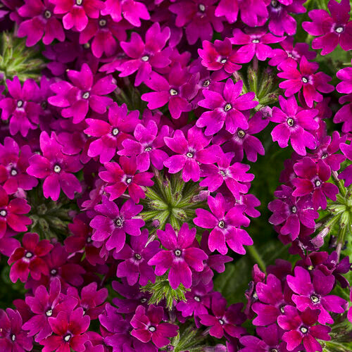 Green River 50 Plum Violet Verbena Seeds- Perennial Flower Seeds for Pots and Gardens, Vibrant Blooms for Pollinator Gardens, Fast-Growing Plant Seeds for Summer Color
