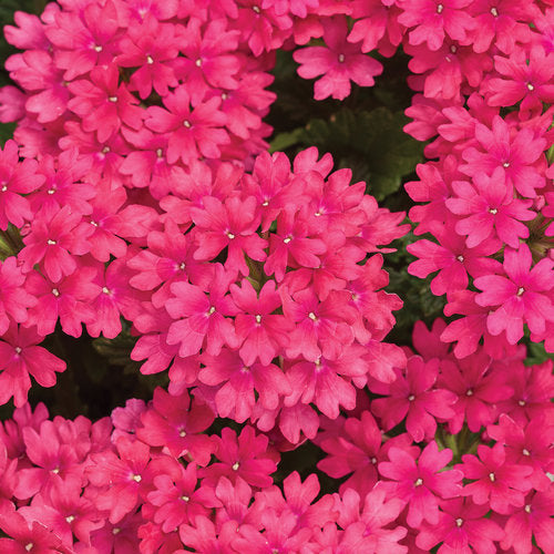 proven winners flower seeds Green River 50 Watermelon Violet Verbena Seeds- Perennial Flower Seeds –  Green River Seeds