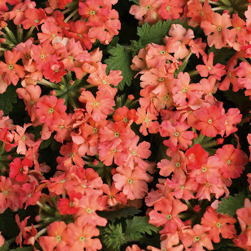 Green River 50 Peach Violet Verbena Seeds- Perennial Flower Seeds for Pots and Gardens, Vibrant Blooms for Pollinator Gardens, Fast-Growing Plant Seeds for Summer Color