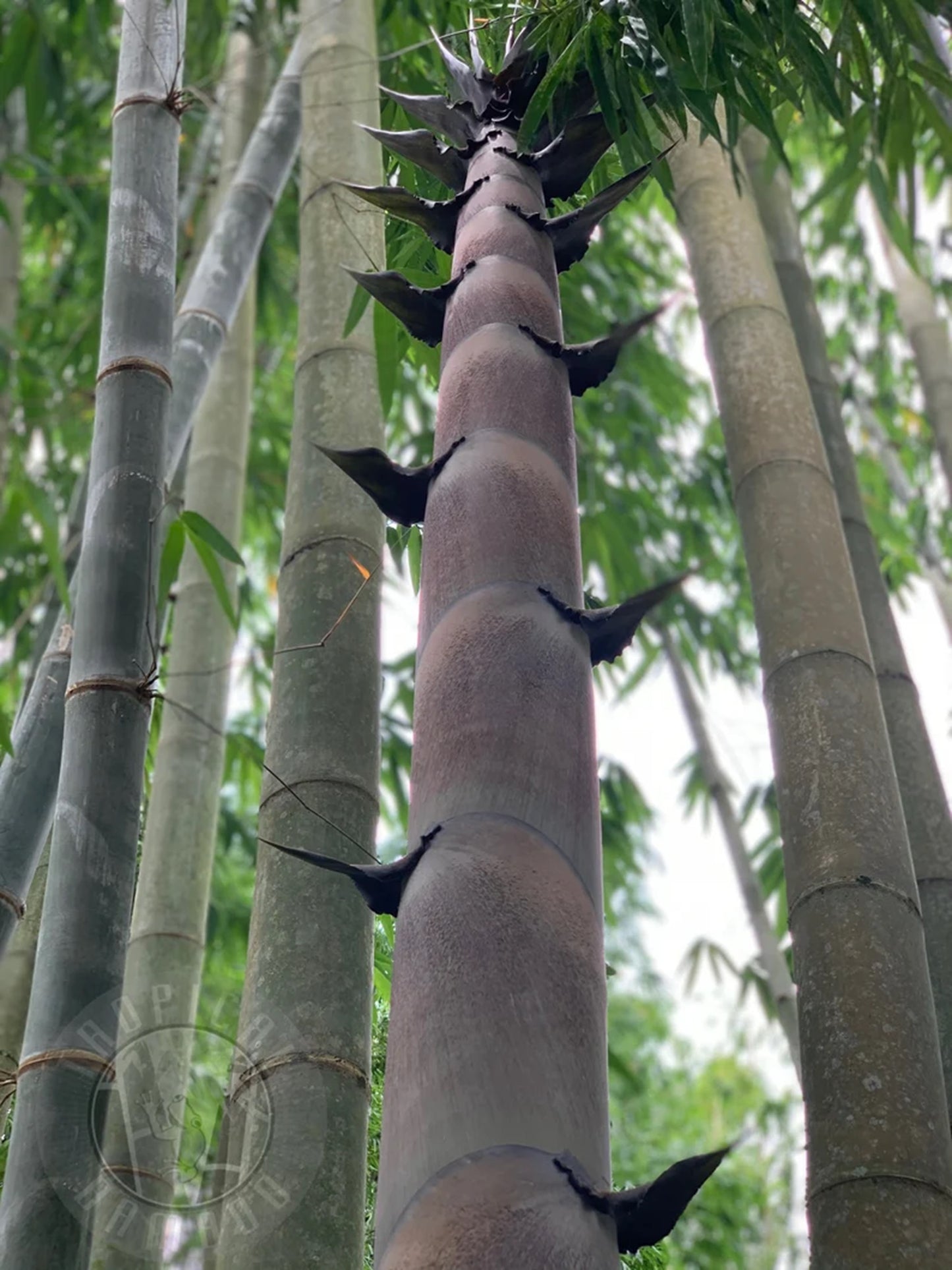 Green River 50 Quail Clone Giant Bamboo Seeds - Tall Bamboo Plant Seeds for Privacy Screens & Garden Landscaping – Premium Bamboo Seeds for Planting Outdoors or in Pots – Non-Invasive Fast-Growing Lawn Plants – Seeds for Gardening & More