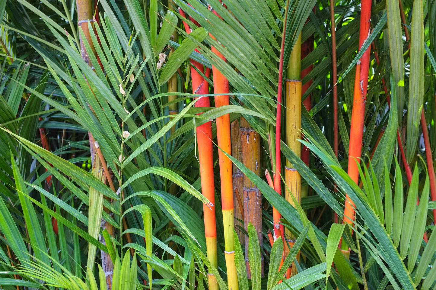 Green River 50 Red Dragon Bamboo Seeds - Tall Bamboo Plant Seeds for Privacy Screens & Garden Landscaping – Premium Bamboo Seeds for Planting Outdoors or in Pots – Non-Invasive Fast-Growing Lawn Plants – Seeds for Gardening & More