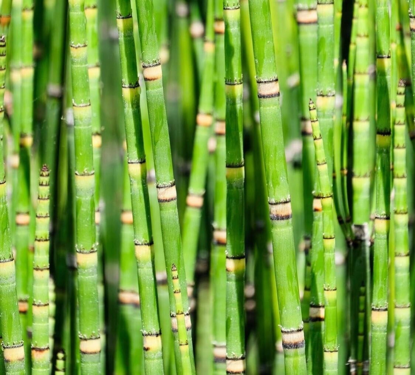 Green River 50 Dwarf Bamboo Seeds - Tall Bamboo Plant Seeds for Privacy Screens & Garden Landscaping – Premium Bamboo Seeds for Planting Outdoors or in Pots – Non-Invasive Fast-Growing Lawn Plants – Seeds for Gardening & More