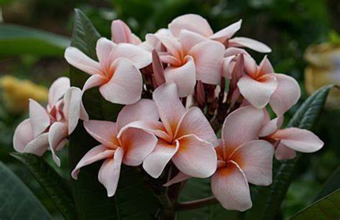 Green River 5 Pale pink and orange Plumeria Seeds - Flower Seed Pack, Premium Tropical Blooms, Fragrant Perennial Plants for Garden Charm, Ideal for Leis and Containers