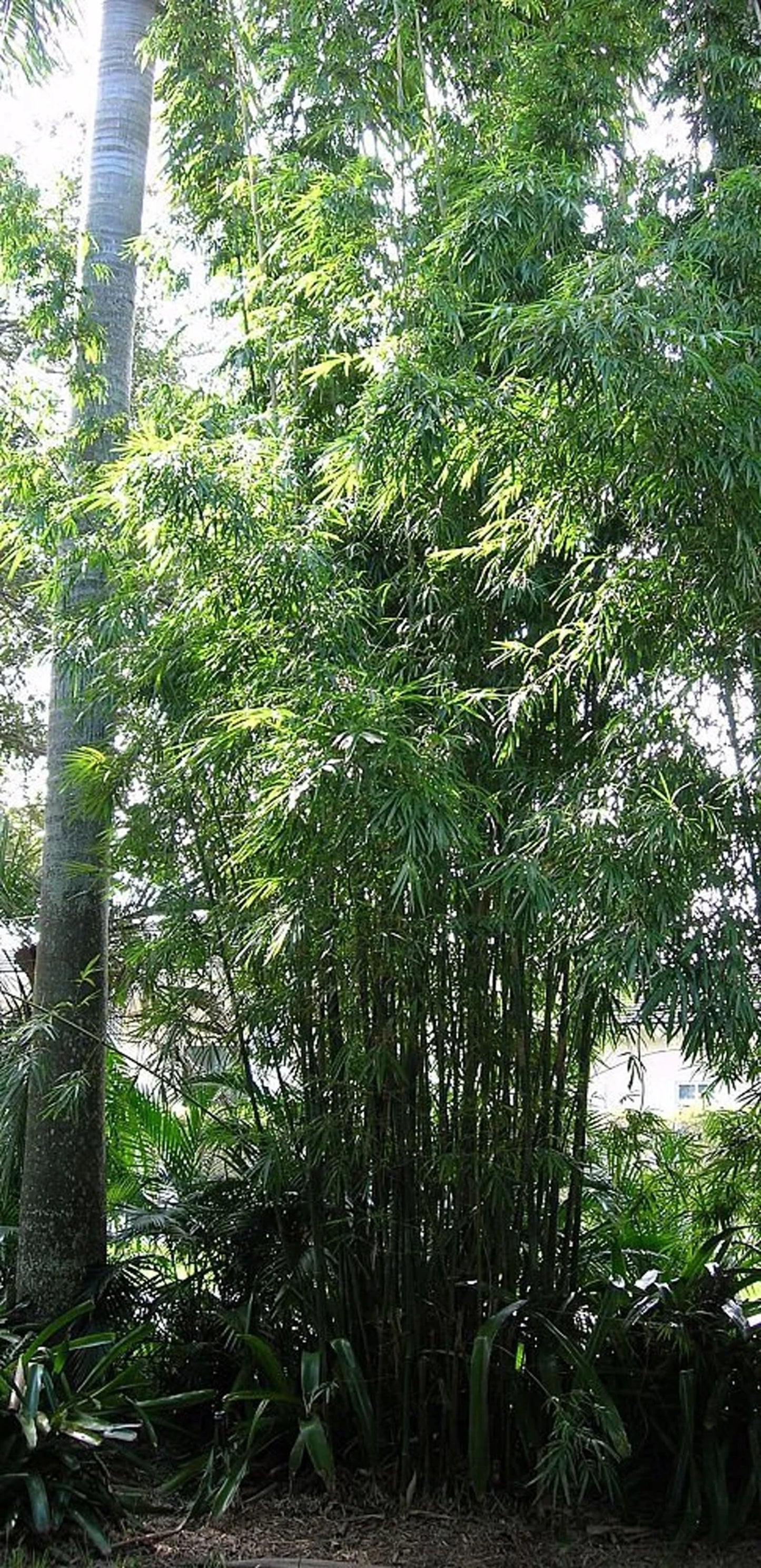 Green River 50 Gracilis Bamboo Seeds - Tall Bamboo Plant Seeds for Privacy Screens & Garden Landscaping – Premium Bamboo Seeds for Planting Outdoors or in Pots – Non-Invasive Fast-Growing Lawn Plants – Seeds for Gardening & More