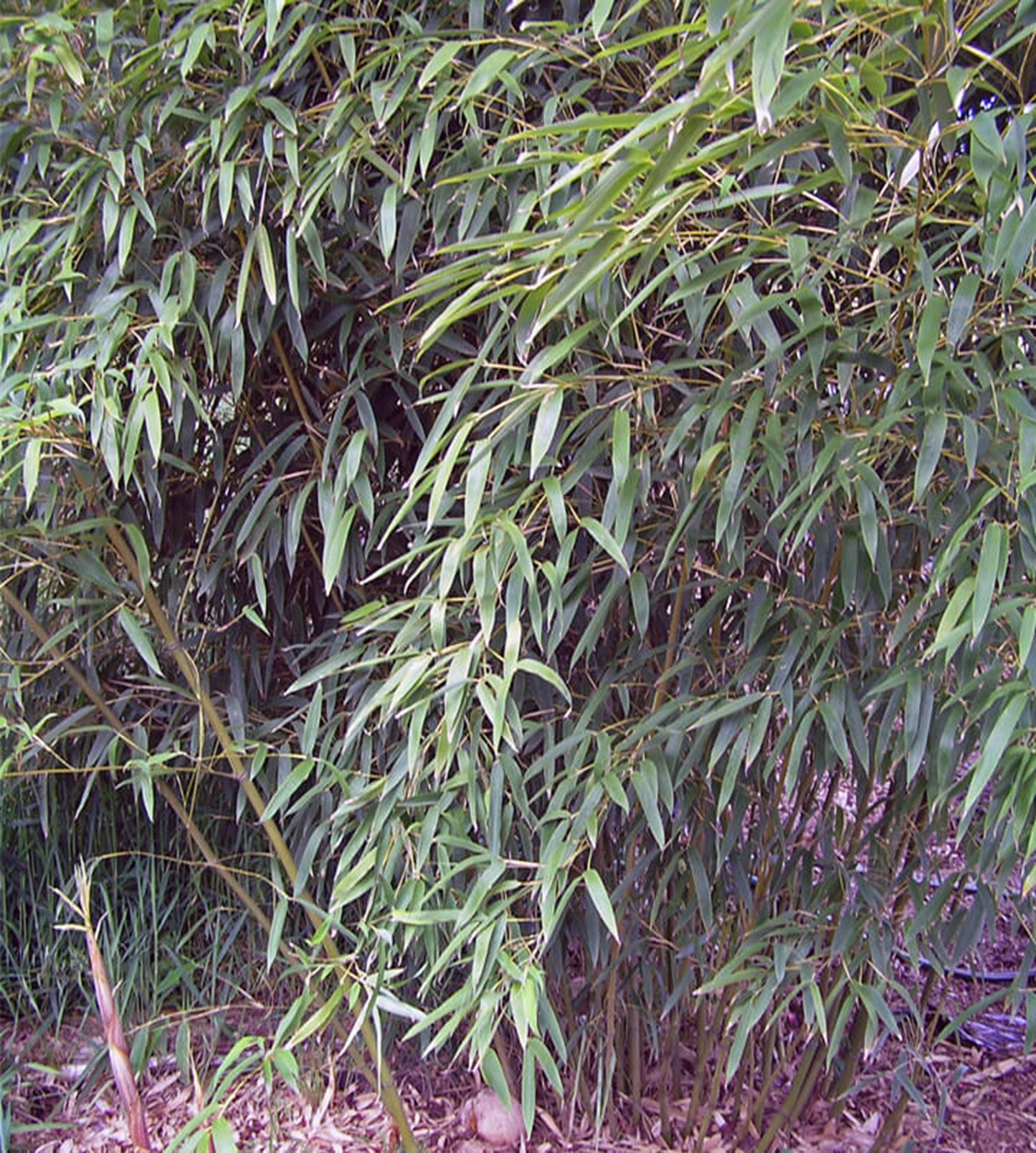 Green River 50 Stone Bamboo Seeds - Tall Bamboo Plant Seeds for Privacy Screens & Garden Landscaping – Premium Bamboo Seeds for Planting Outdoors or in Pots – Non-Invasive Fast-Growing Lawn Plants – Seeds for Gardening & More