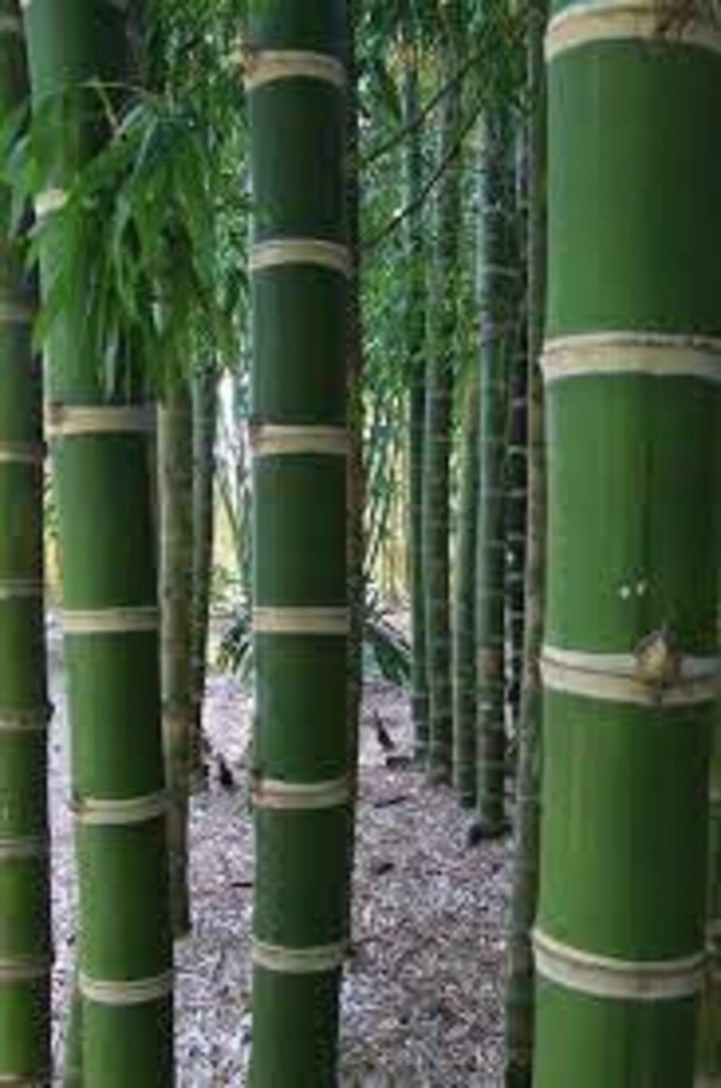 Green River 50 Guadua Bamboo Seeds - Tall Bamboo Plant Seeds for Privacy Screens & Garden Landscaping – Premium Bamboo Seeds for Planting Outdoors or in Pots – Non-Invasive Fast-Growing Lawn Plants – Seeds for Gardening & More
